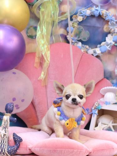 20240825ｍomoちゃん